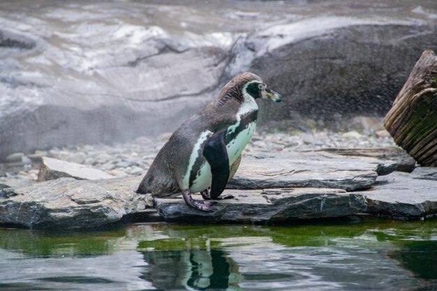 Foto een pinguïn die op rotsen loopt