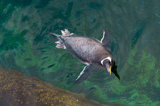 Een pinguïn loopt langs de kust aan de rand van blauw helder water