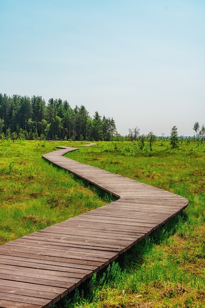 Een pittoresk houten wandelpad door een moeras met hoog gras in de zomer Rustig natuurpad