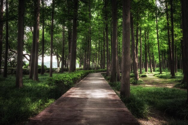 Een plankenweg in het bos