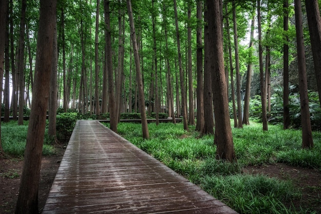 Een plankenweg in het bos