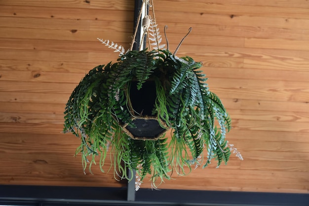 Een plant die aan het plafond hangt.