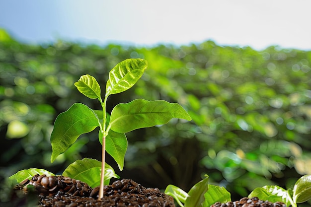 Een plant die ontspruit uit een koffieboon