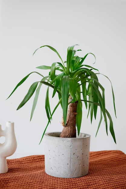 Foto een plant in een pot die op tafel staat