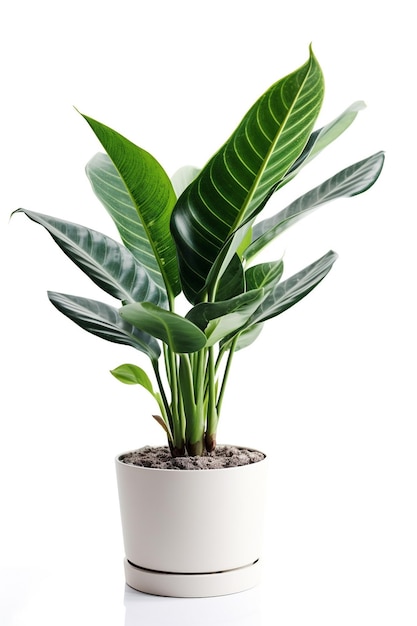 Een plant in een pot met de bladeren van een plant