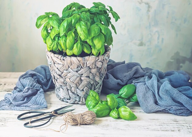 Een plant in een pot met een blauwe doek en een tuinschaar er dichtbij met een selectieve focus