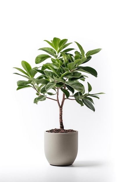 Een plant in een pot met een witte achtergrond