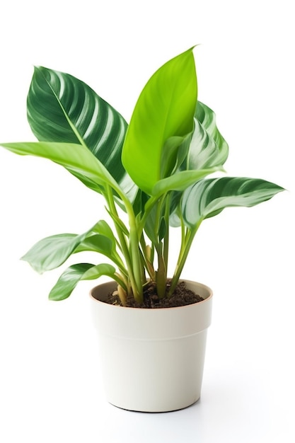 Een plant in een pot met een witte achtergrond