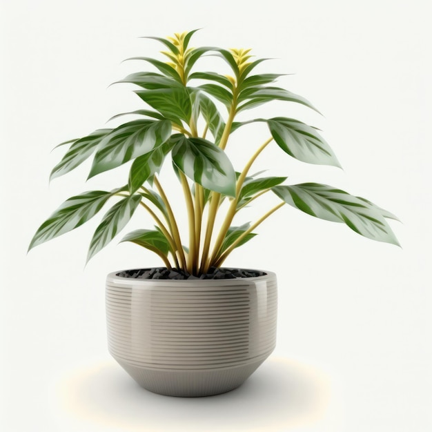 Een plant in een pot met een witte achtergrond.