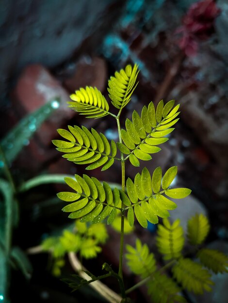 Foto een plant in een rotstuin