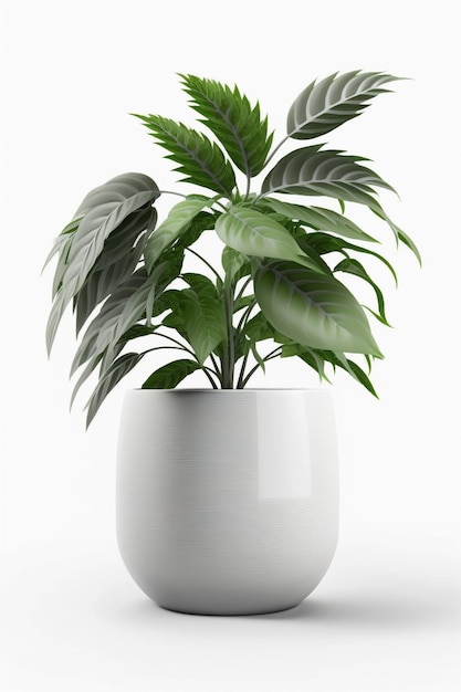 Een plant in een witte pot met groene bladeren