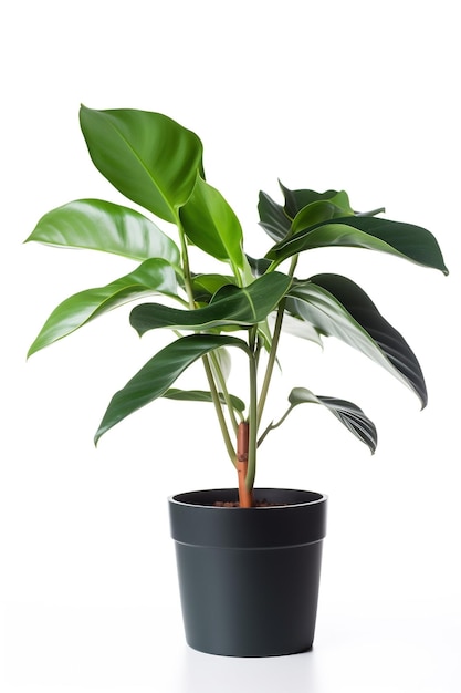 Een plant in een zwarte pot met een witte achtergrond