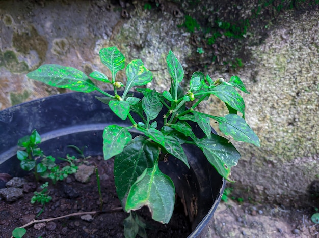 Een plant in een zwarte pot met groene bladeren en het woord peper erop.