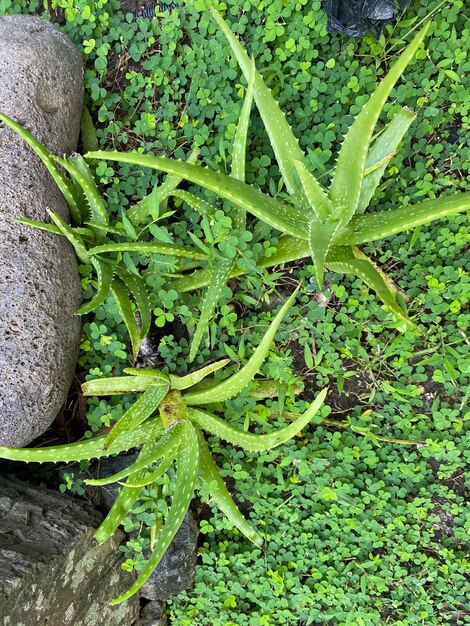 Foto een plant met bladeren waar aloë vera op staat