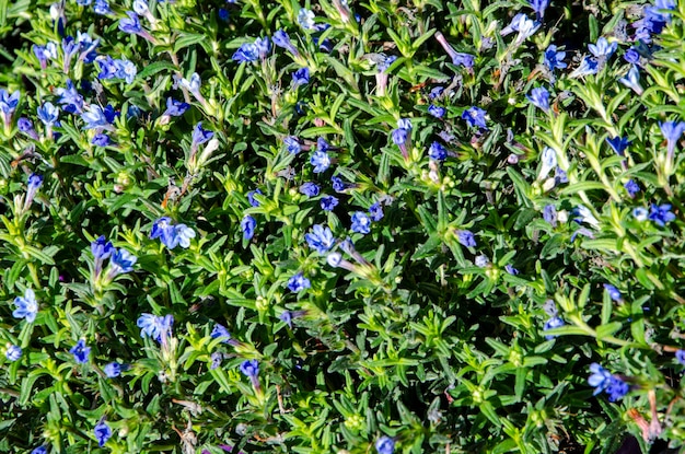Een plant met blauwe bloemen die groeien in de tuin Lithodora hemelsblauw