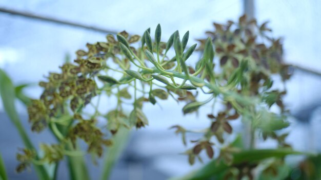 Een plant met de bladeren en de bladeren zijn groen en de bladeren zijn groen.