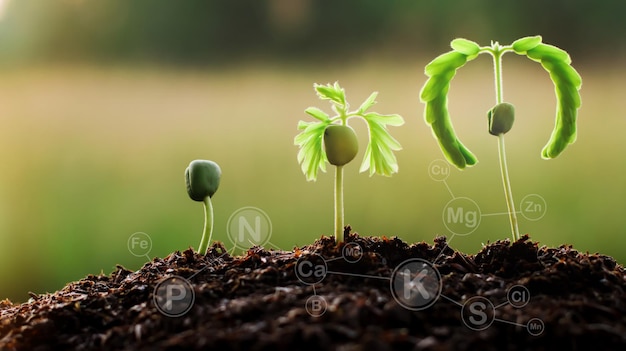 Een plant met de letter g erop