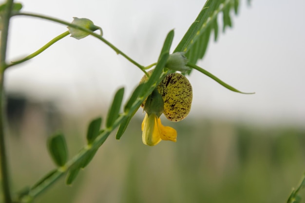 Een plant met een gele bloem met een groen blad waarop het woord paardebloem staat