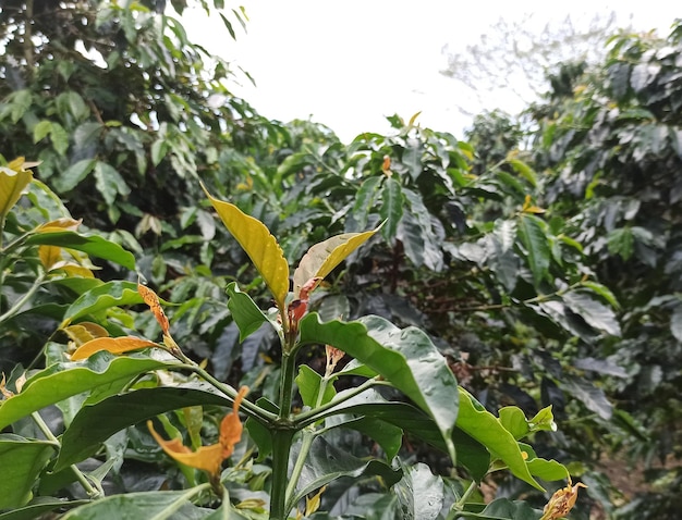 Een plant met een groen blad in het midden