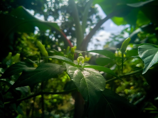 Een plant met een groen blad waar een bloem aan zit