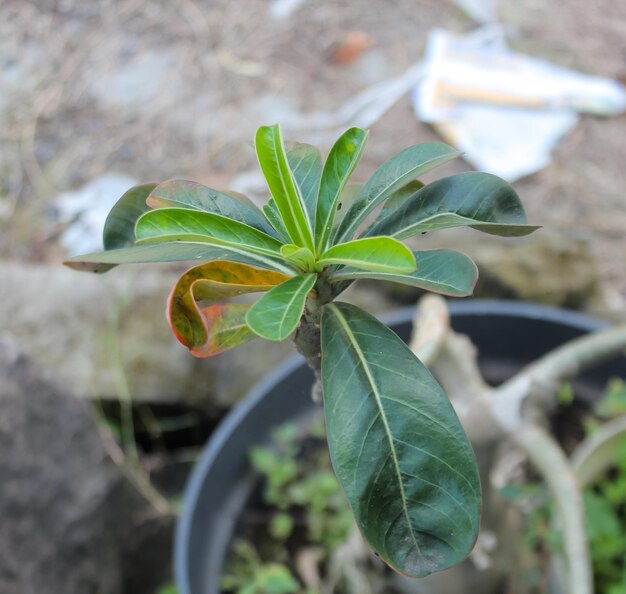 Een plant met een groen blad waar een rode vlek op zit.