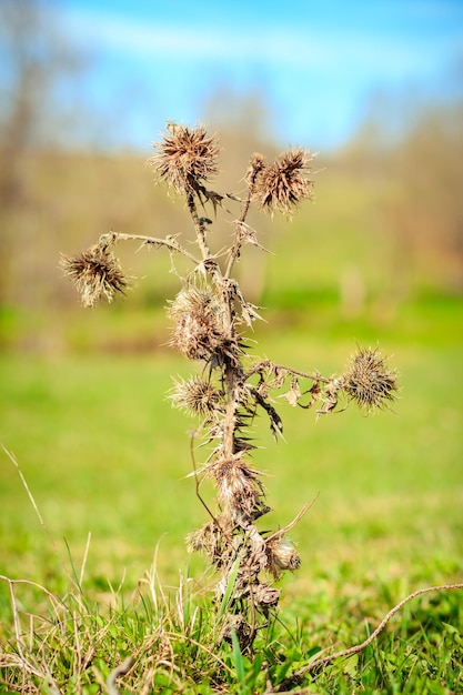 Foto een plant met gedroogde bloemen in een veld