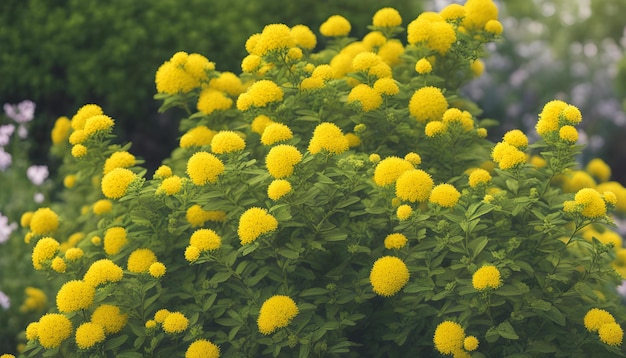 een plant met gele bloemen die bloeien