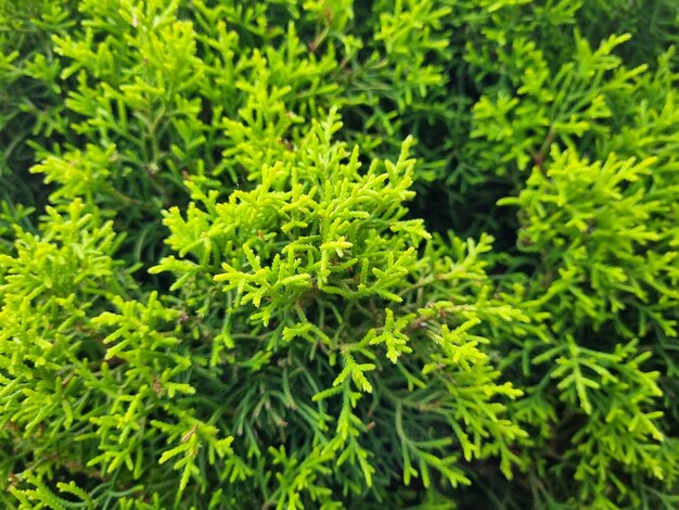 een plant met groene bladeren die in de tuin groeit.