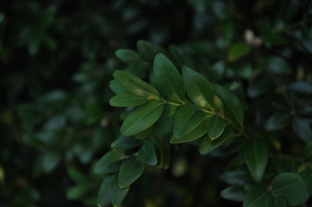 Foto een plant met groene bladeren en een donkere achtergrond