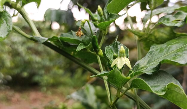 Een plant met groene bladeren en een gele bloem