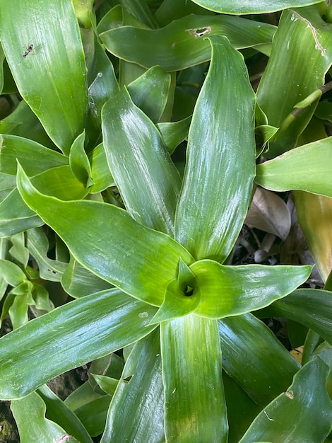 Een plant met groene bladeren en een grote witte vlek in het midden.