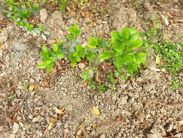 Een plant met groene bladeren en het woord "erop"