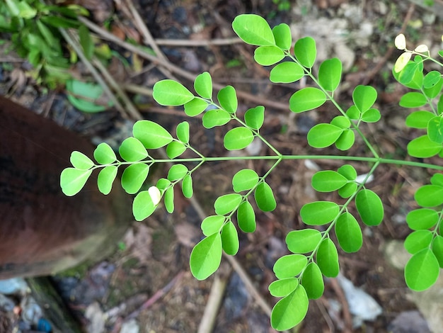 Foto een plant met groene bladeren en het woord 