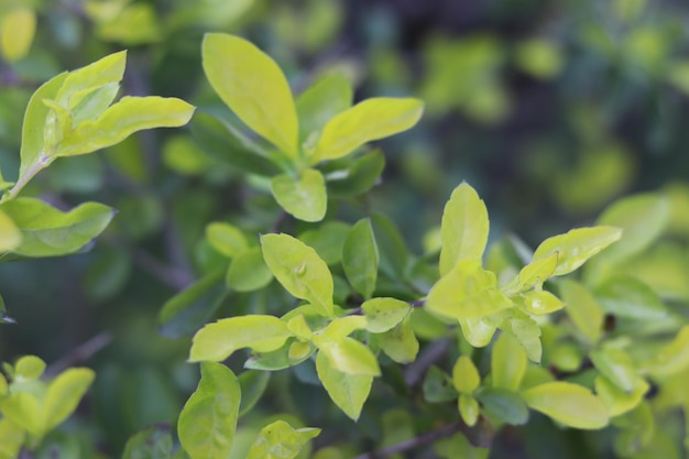 Een plant met groene bladeren en het woord "erop"