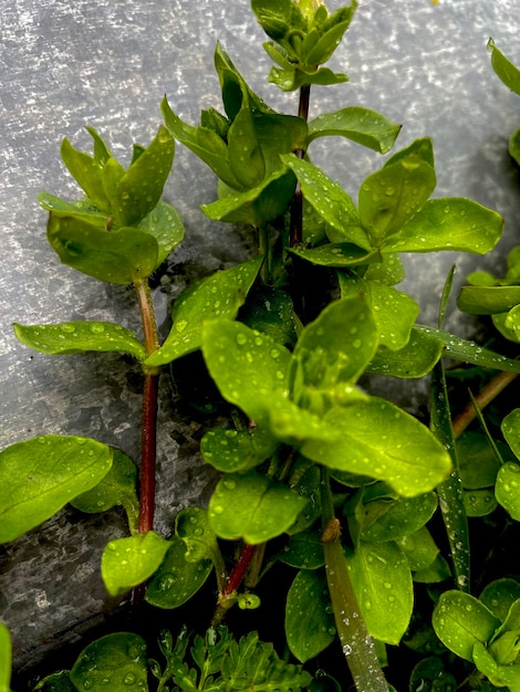 Een plant met groene bladeren en het woord "erop"