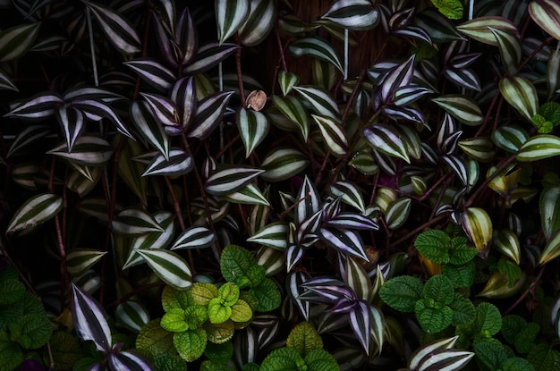 Een plant met groene bladeren en witte en paarse strepen