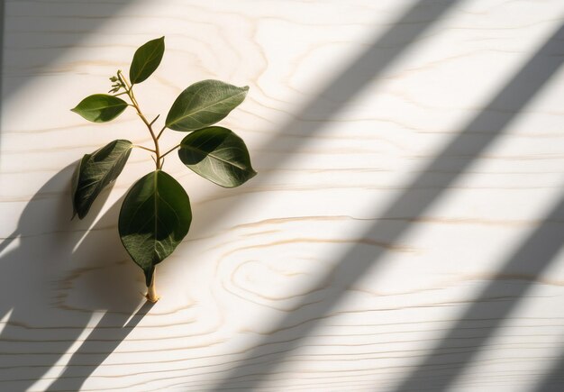 Een plant met groene bladeren op een houten ondergrond