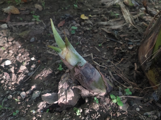 Een plant met het woord banaan erop