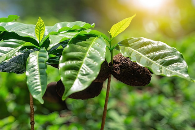 Een plant met het woord koffie erop