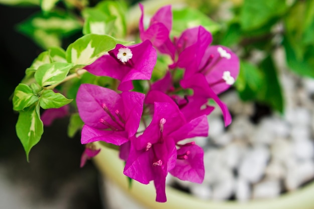 Een plant met paarse bloemen in een pot