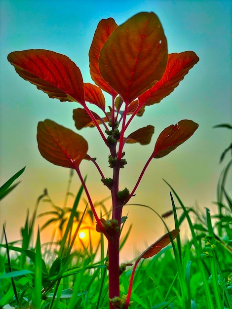 Een plant met rode bladeren in het gras en de zon erachter