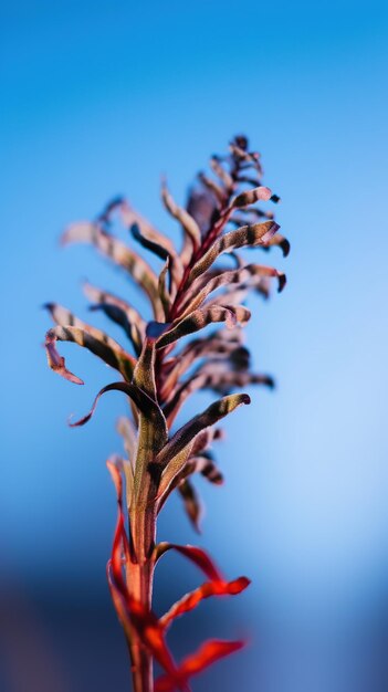 Een plant met rode bladeren tegen een blauwe lucht