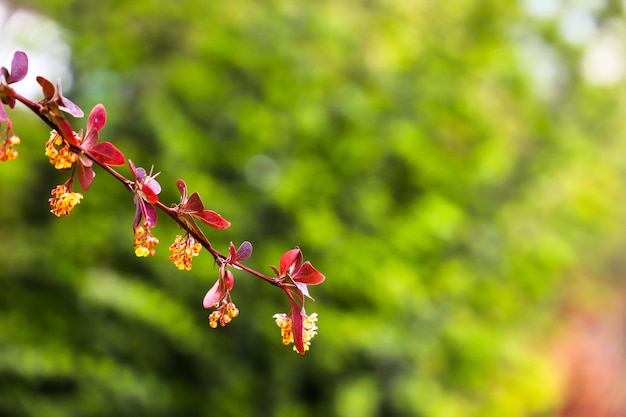 Een plant met rode bloemen en gele bloemen