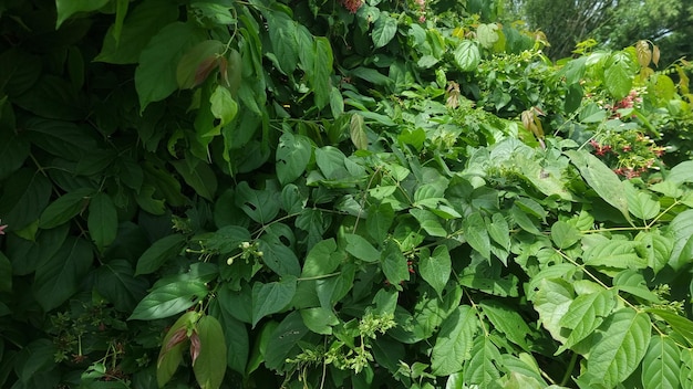 Een plant met rode bloemen en groene bladeren