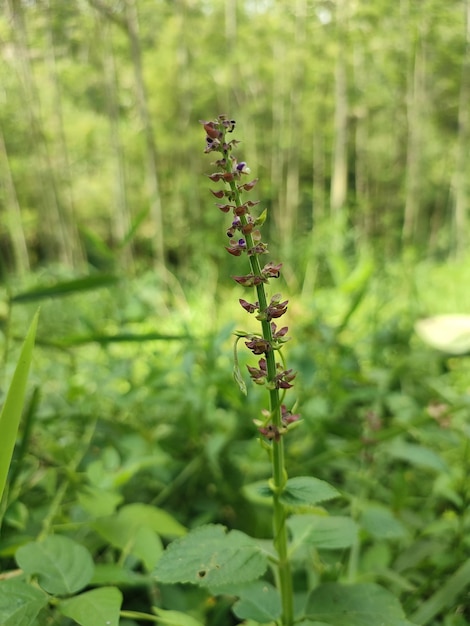 Een plant met rode bloemen en groene bladeren