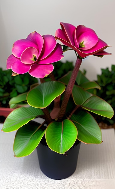 Een plant met roze bloemen in een pot