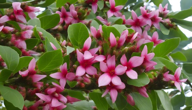 een plant met roze bloemen met het woord lente erop