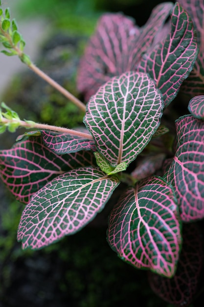 Een plant met roze en groene bladeren en een groen blad.