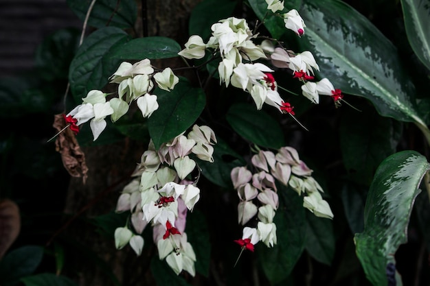 Een plant met witte bloemen en rode bloemen
