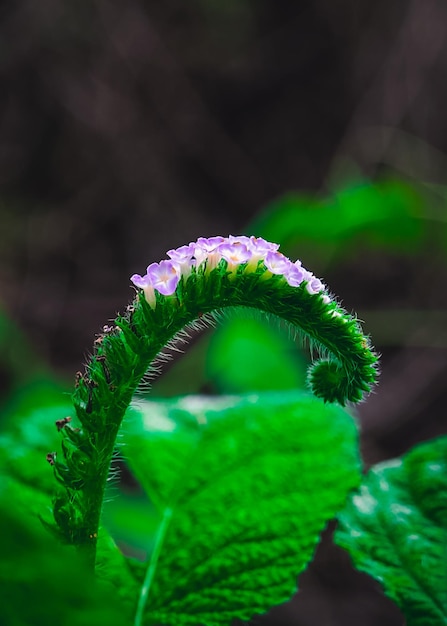 Een plant met witte bloemetjes en groene bladeren